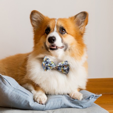 Amigo Pet Bow Tie Promotional Products