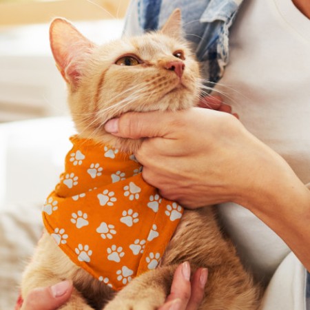Pet Bandana - Small Promotional Products