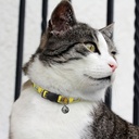 TR125072 - Amigo Cat Collar - 6.jpg