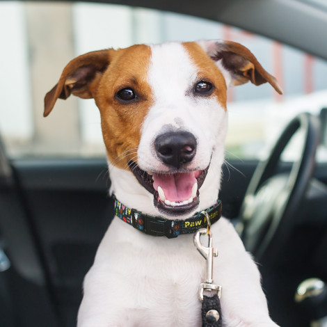 TR125070 - Amigo Dog Collar - 4.jpg