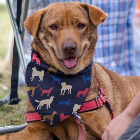 TR123659 - Pet Bandana - Medium - 2.jpg