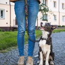 TR125069 - Amigo Dog Leash - 5.jpg
