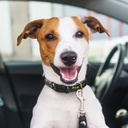 TR125070 - Amigo Dog Collar - 4.jpg